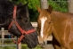 Gracie and Jet - Eric Beach Photography